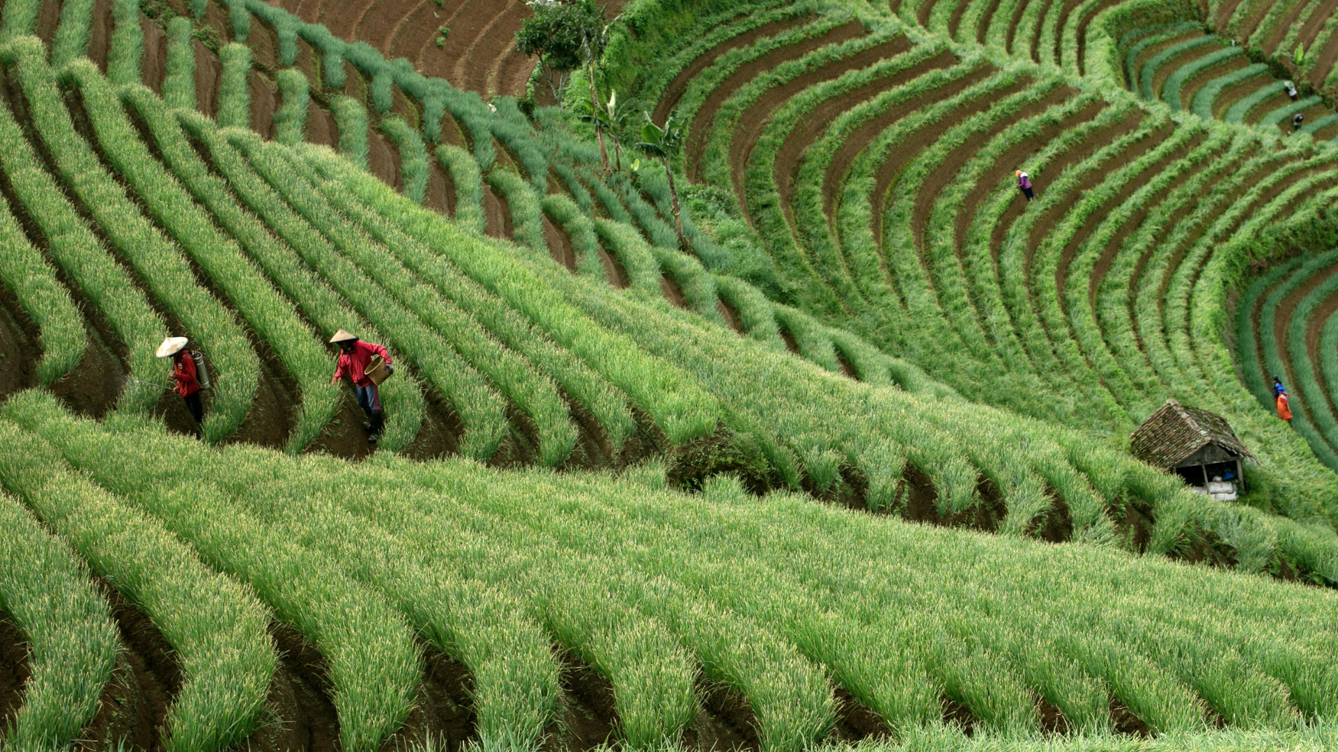 Fresh agricultural product showcase
